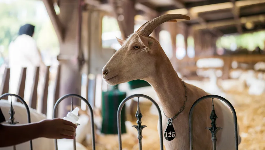 Geitenboerderij Ridammerhoeve goat being given the bottle