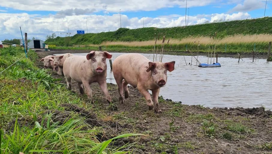 De Herkomst pigs living their best life at the urban farm