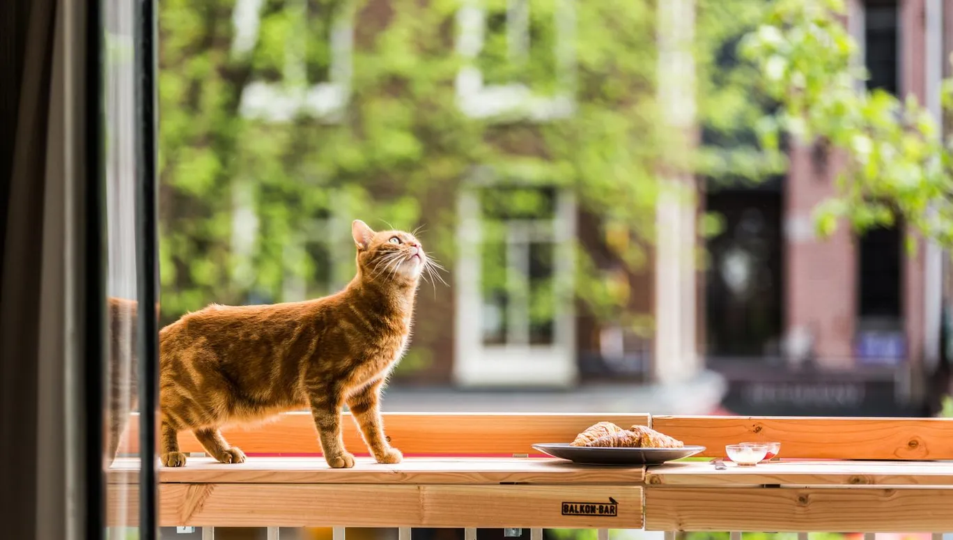 Imagine Film Festival. Foto: Nichon Glerum