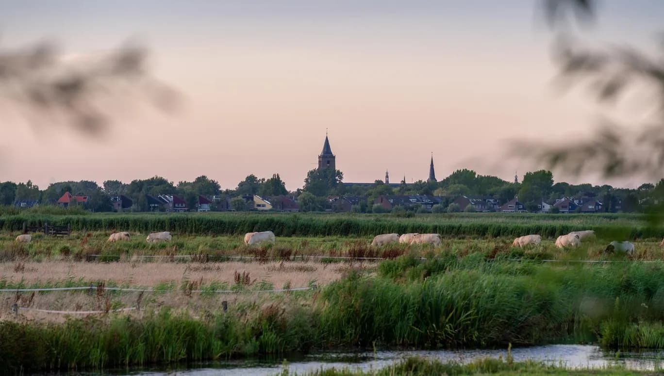 Cows graze in the meadow of Broek in Waterland.