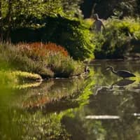 Birds in the water in Heempark of Amstelveen.