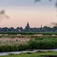 Cows graze in the meadow of Broek in Waterland.