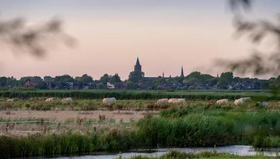 Cows graze in the meadow of Broek in Waterland.