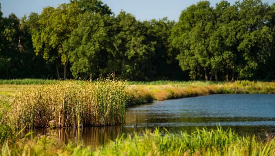 Het Naardermeer is a green oasis with clear water, dense swamp and marshy meadows.