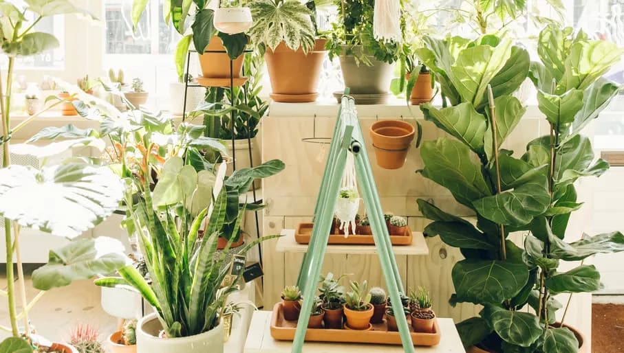 Wildernis plantshop interior