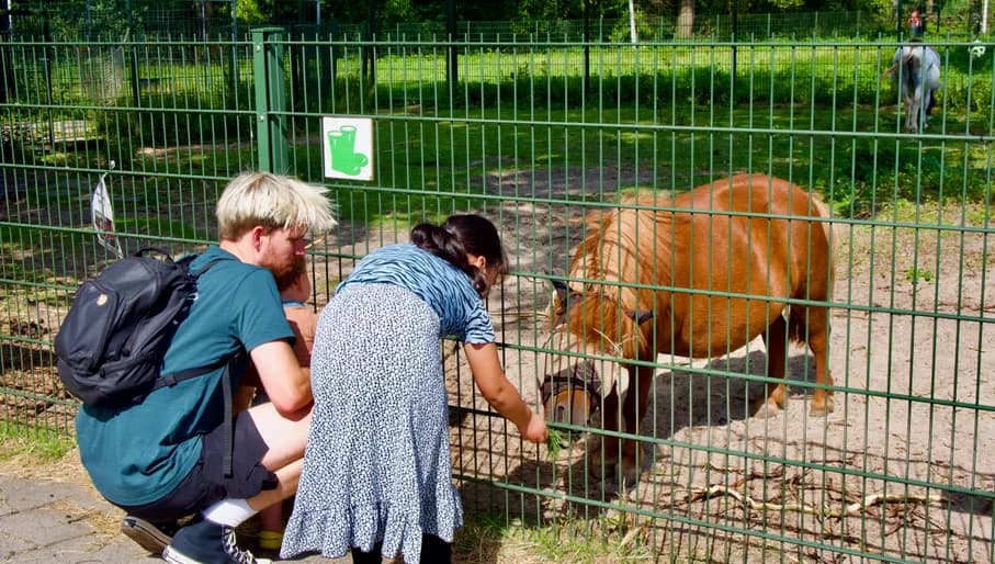 A father with a baby and a girl making contact with the pony at the other side of the fence in petting zoo Rembrandtpark.
