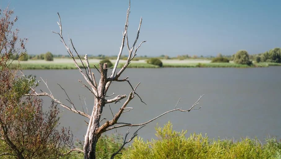 Nature reserve Oostvaardersplassen in Flevoland.