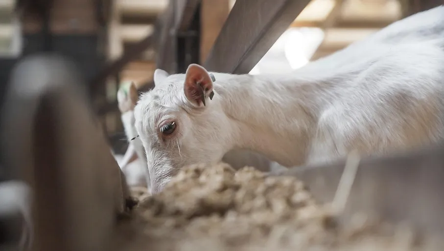 Goats eating some delicious food at the Geitenboerderij Ridammerhoeve goat farm in the Amsterdamse Bos