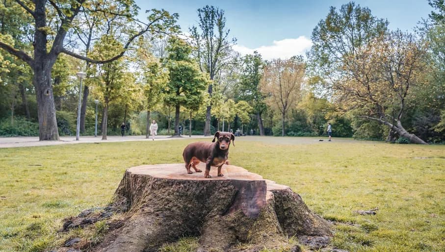 Pictures from Pim the dog for the iamsterdam.com blog. With dog owner Ulrike Ziegler.