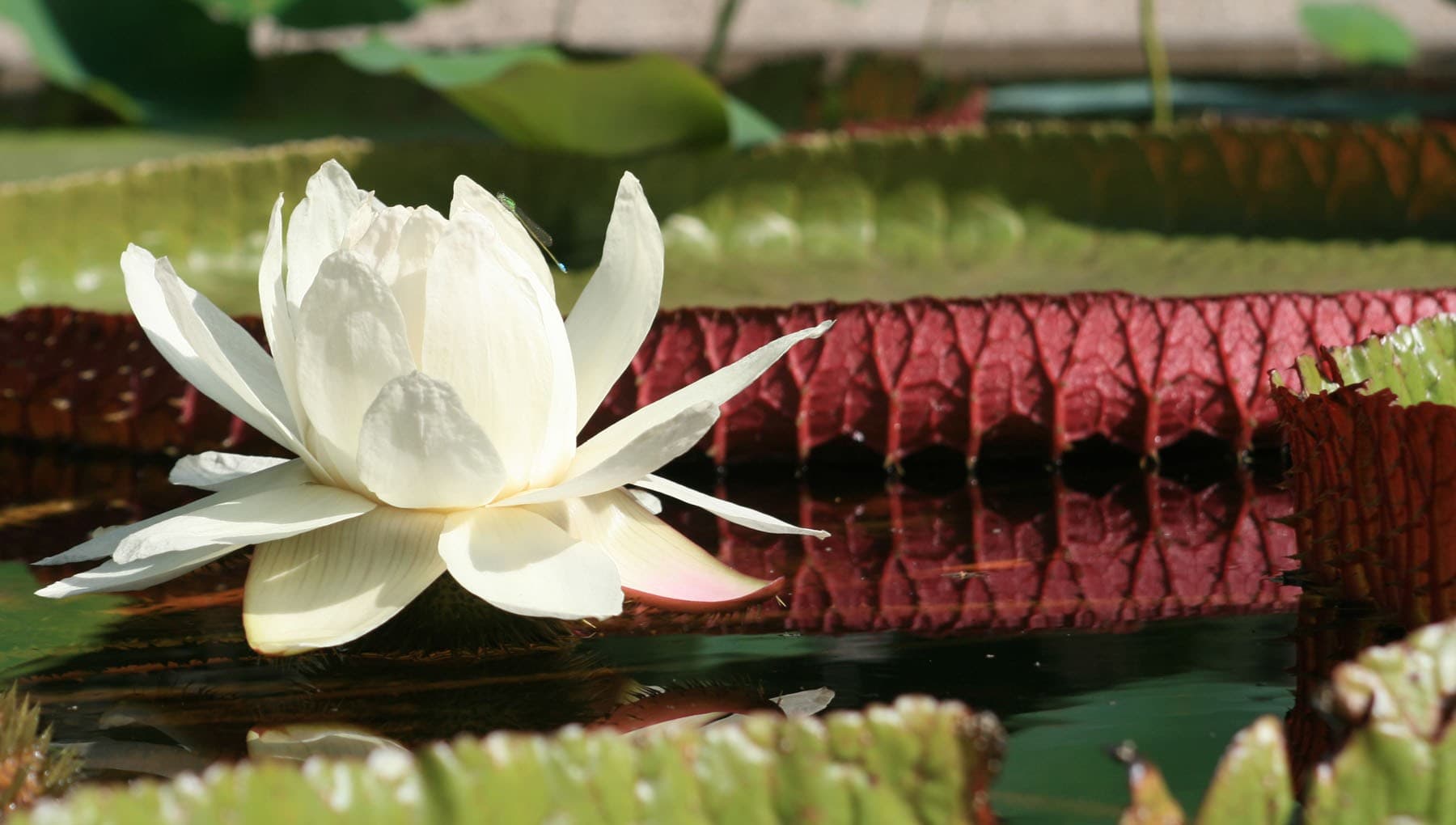 Hortus Botanicus Amsterdam