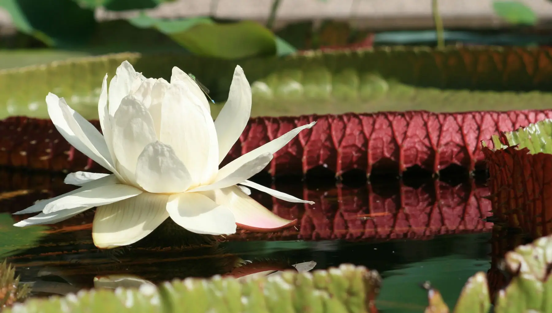 Hortus Botanicus Amsterdam