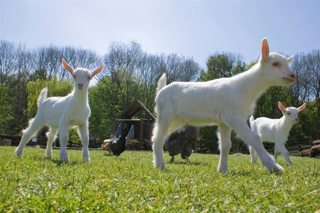 Geitenboerderij Ridammerhoeve