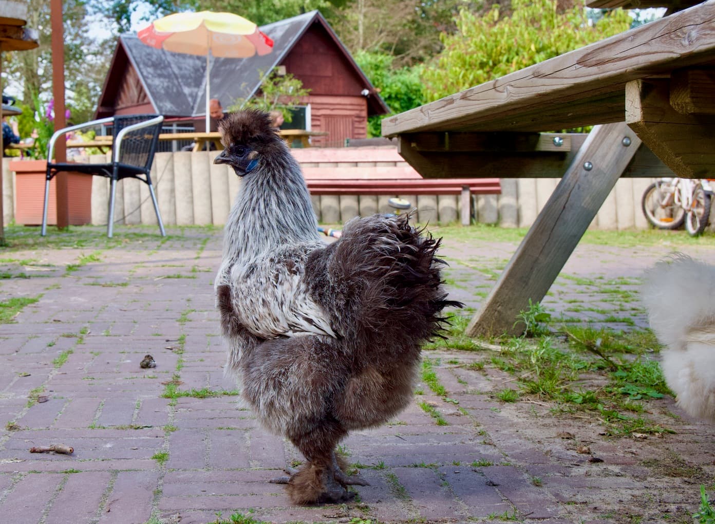 Kinderboerderij de Uylenburg
