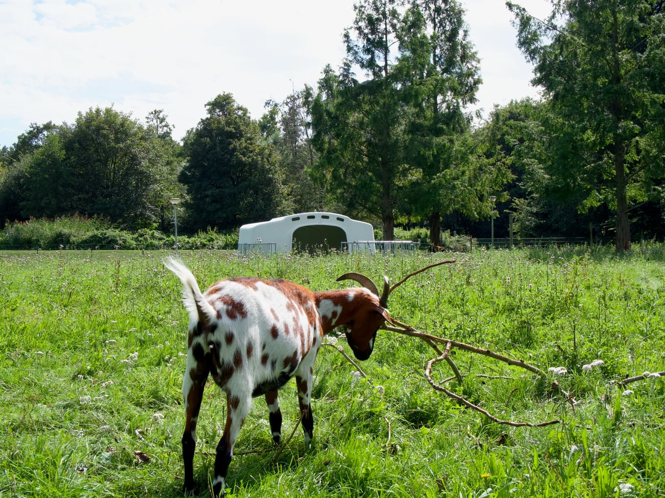 Kinderboerderij de Uylenburg
