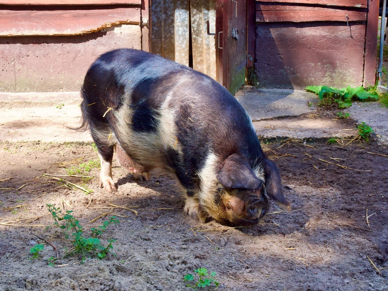 Kinderboerderij de Uylenburg
