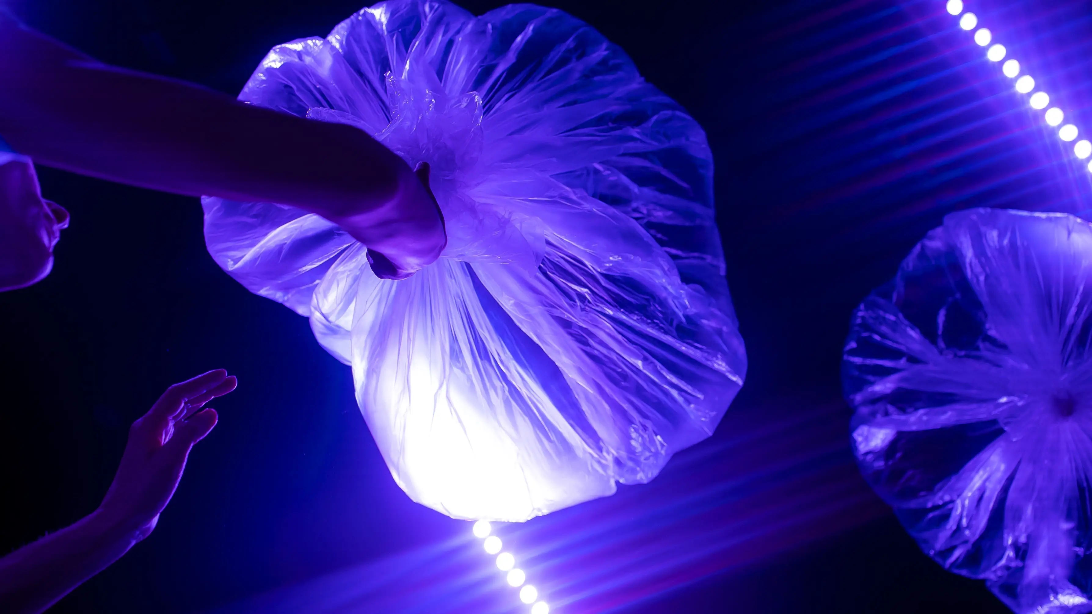 Grote paarse kwallen drijven door het water