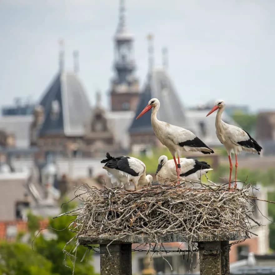 The Netherlands, Amsterdam, Plantage Muidergracht. Storks on nest.