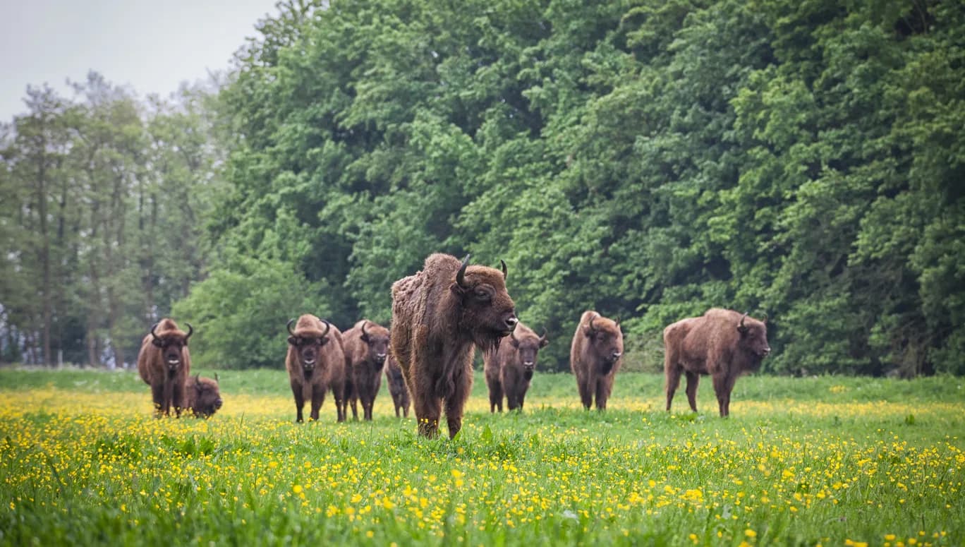 Het Flevolandschap wisenten