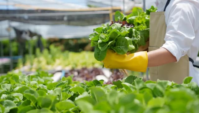 Fresh vegetable hydroponic system.
Organic vegetables salad growing garden hydroponic farm Freshly harvested lettuce organic for health food Earths day concept