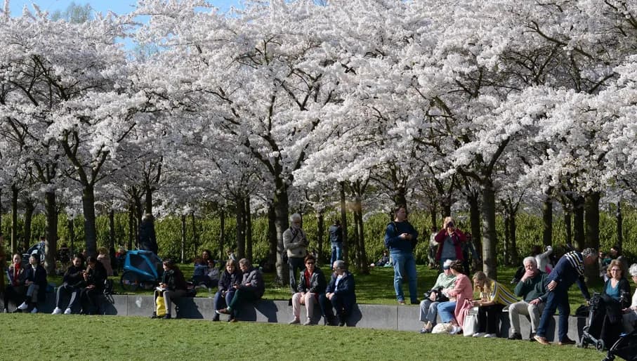 People sitting in The blossoming garden of the spring cherry in Amstelveen