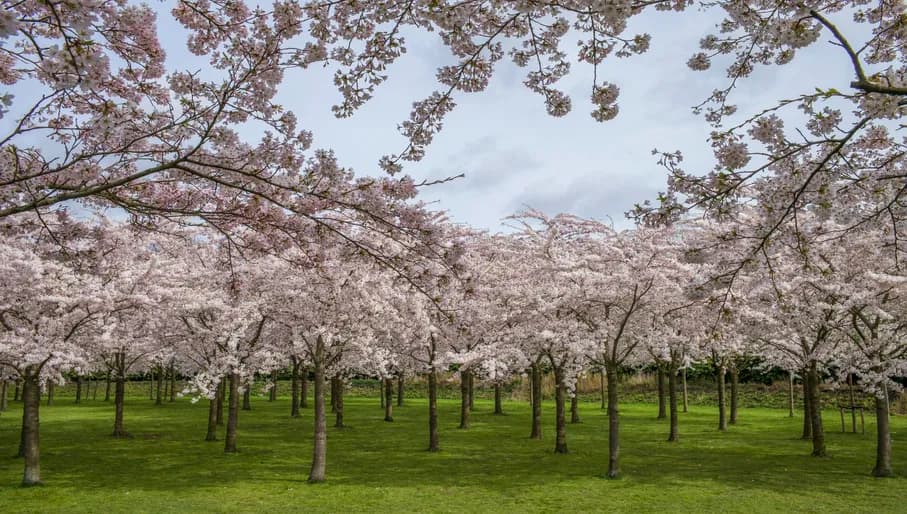 There are 400 cherry trees in the Blossom Park in the Amsterdamse Bos.