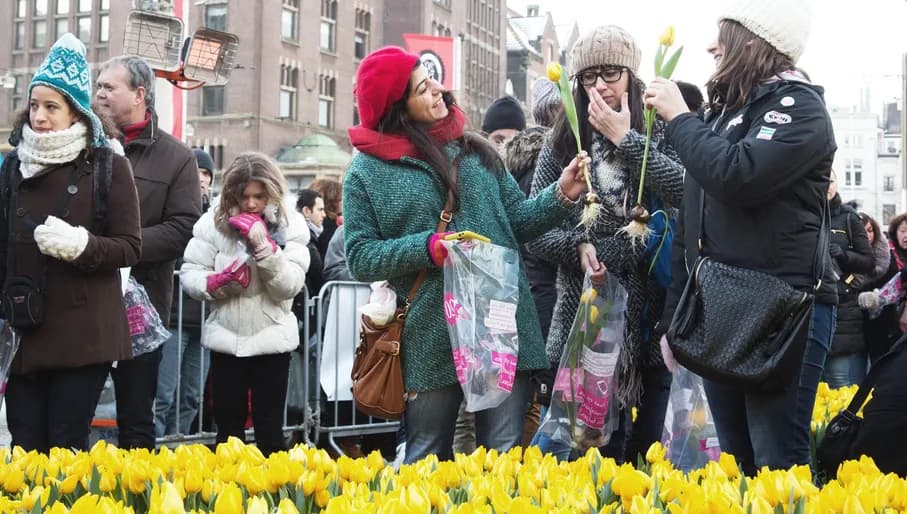 Picking tulips on Dam Square